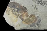Fossil Fern (Neuropteris & Macroneuropteris) Plate - Kentucky #142407-2